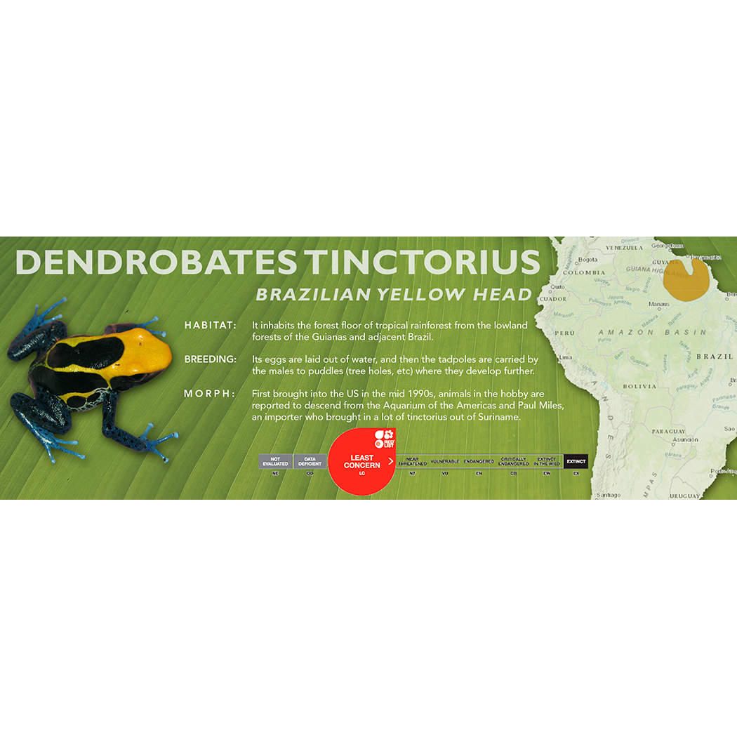 Dendrobates tinctorius - Standard Vivarium Label