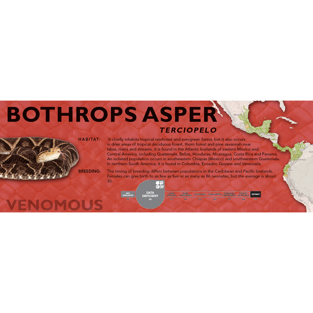 Terciopelo (Bothrops asper) Standard Vivarium Label