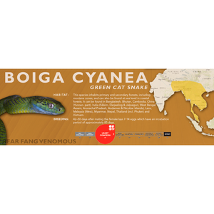 Green Cat Snake (Boiga cyanea) Standard Vivarium Label
