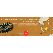 Load image into Gallery viewer, Mangrove Snake (Boiga dendrophila) Standard Vivarium Label