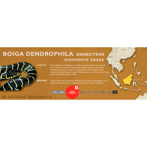 Mangrove Snake (Boiga dendrophila) Standard Vivarium Label