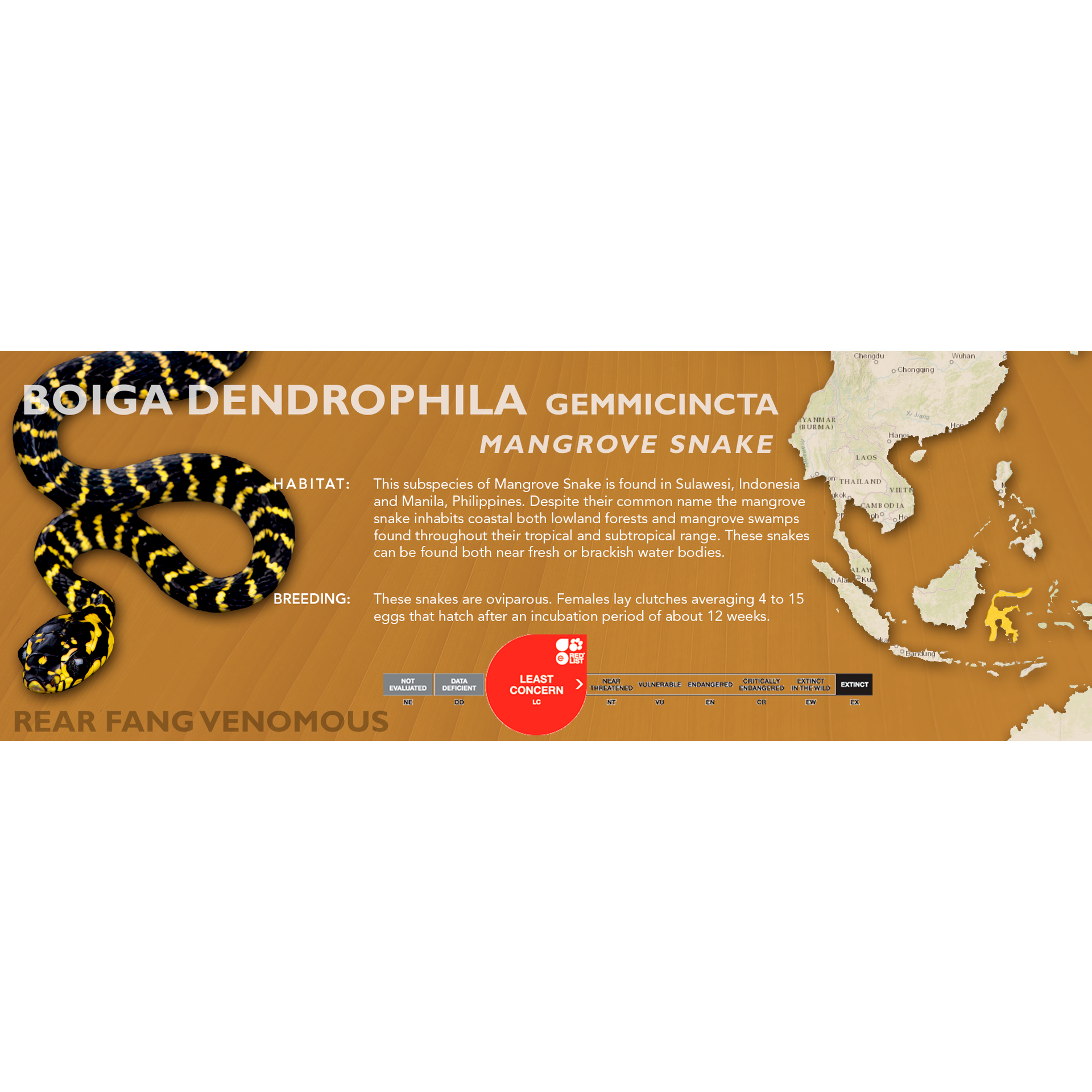 Mangrove Snake (Boiga dendrophila) Classic Vivarium Label  Cloud Forest  Design