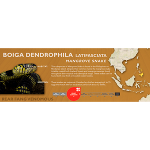 Mangrove Snake (Boiga dendrophila) Standard Vivarium Label