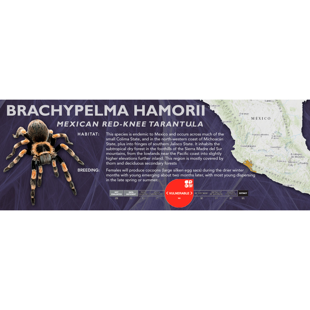 Mexican Red-Knee Tarantula (Brachypelma hamorii) - Standard Vivarium Label