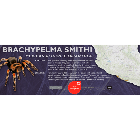 Mexican Red-Knee Tarantula (Brachypelma smithi) - Classic Vivarium Label