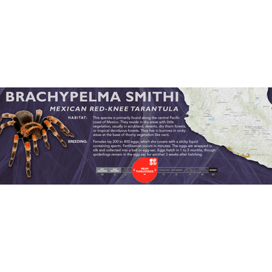 Mexican Red-Knee Tarantula (Brachypelma smithi) - Standard Vivarium Label