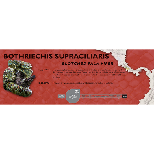 Blotched Palm Viper (Bothriechis supraciliaris) Classic Vivarium Label