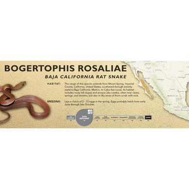 Baja California Rat Snake (Bogertophis rosaliae) Standard Vivarium Label