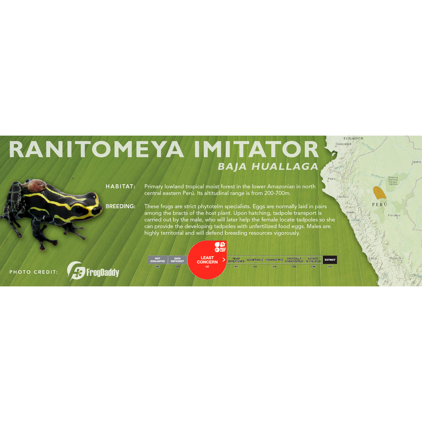 Ranitomeya imitator - Standard Vivarium Label