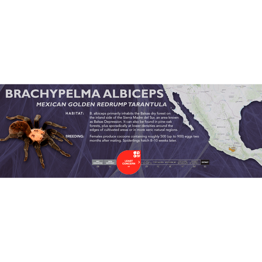 Mexican Golden Redrump Tarantula (Brachypelma albiceps) - Classic Vivarium Label