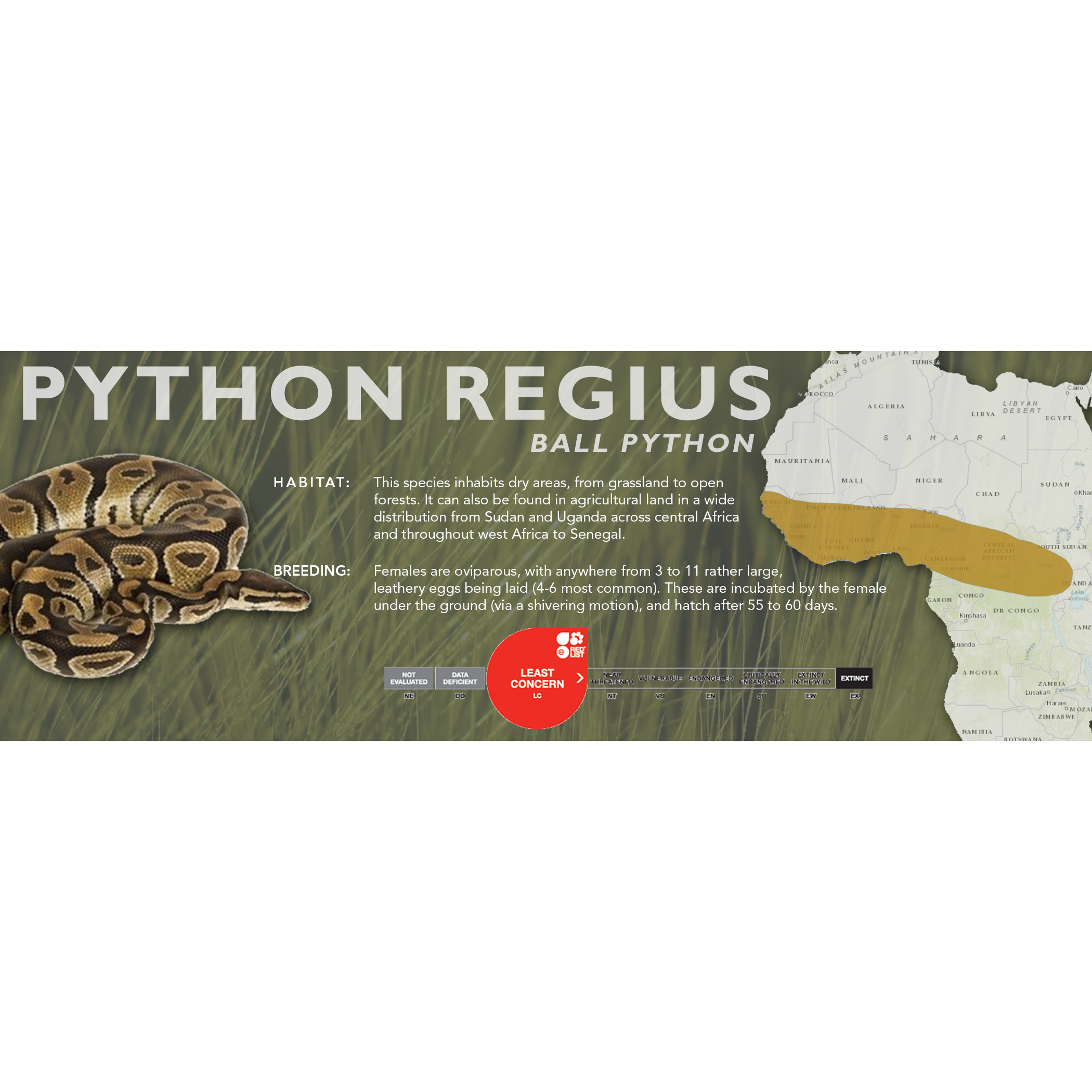Pythons – Cloud Forest Design