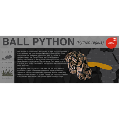 Ball Python (Python regius) - Black Series Vivarium Label
