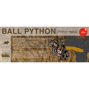 Ball Python (Python regius) - Black Series Vivarium Label