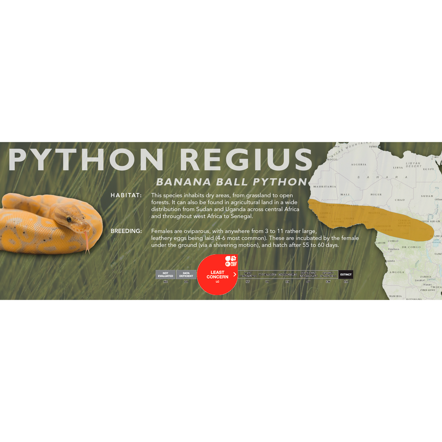 Ball Python (Python regius) Classic Vivarium Label