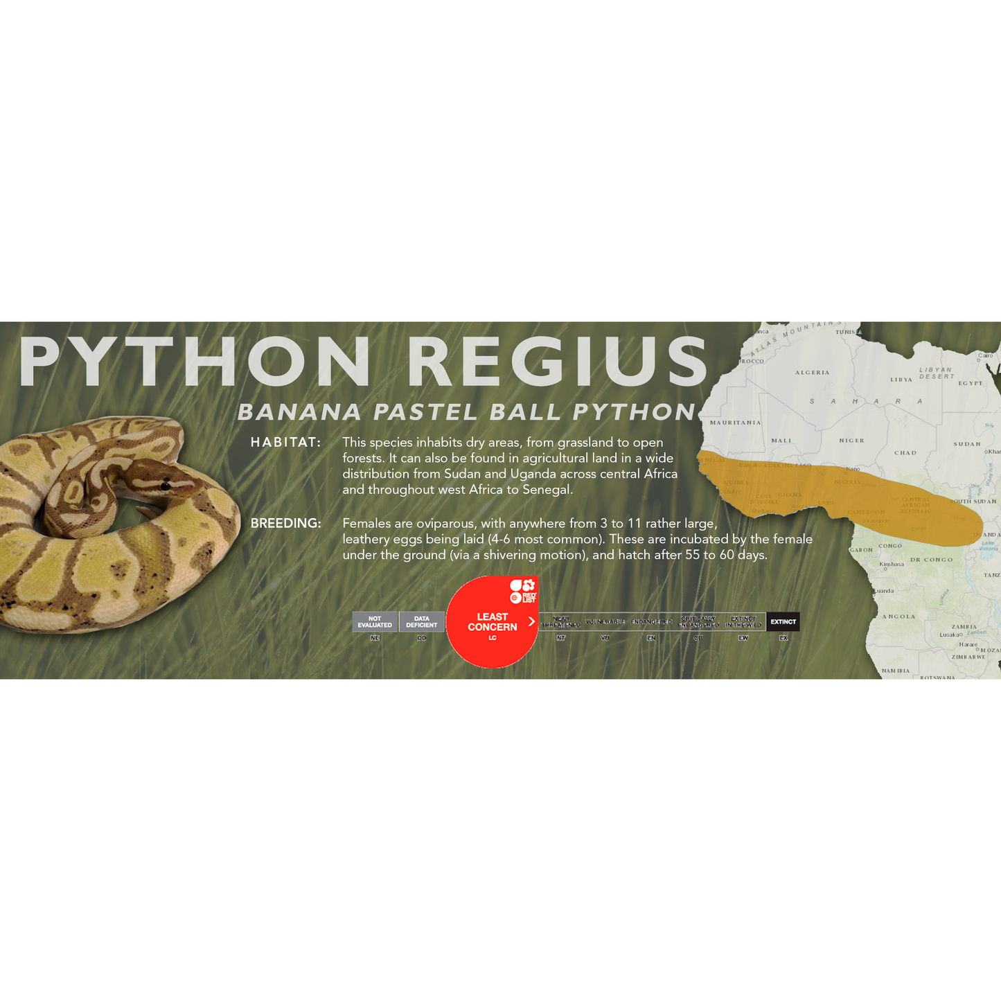 Ball Python (Python regius) Classic Vivarium Label