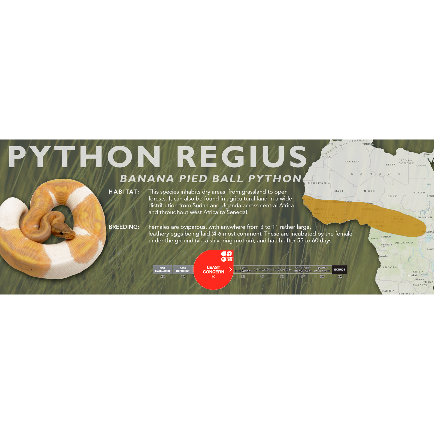 Ball Python (Python regius) Classic Vivarium Label