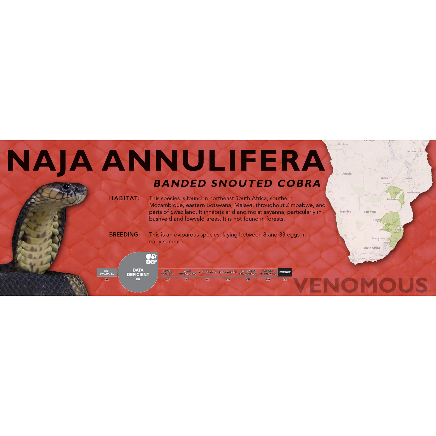 Banded Snouted Cobra (Naja annulifera) Standard Vivarium Label