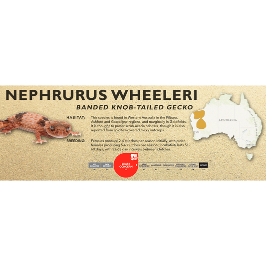 Banded Knob-Tailed Gecko (Nephrurus wheeleri) Classic Vivarium Label