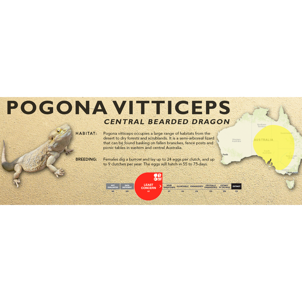 Bearded Dragon (Central) (Pogona vitticeps) Standard Vivarium Label