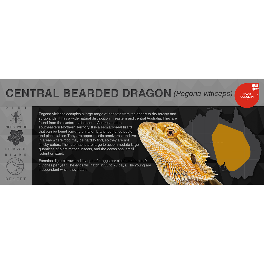 Central Bearded Dragon (Pogona vitticeps) - Black Series Vivarium Label