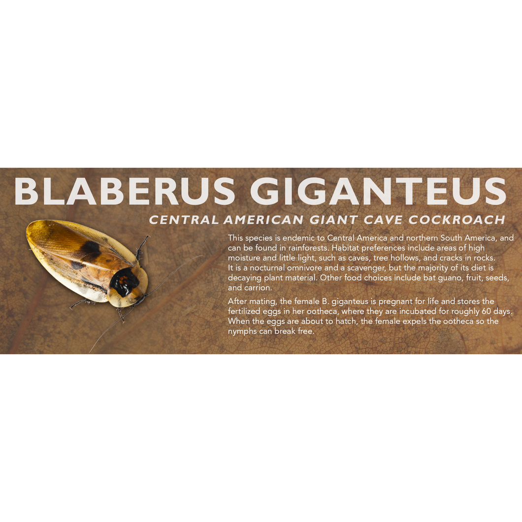 Blaberus giganteus (Central American Giant Cave Cockroach) - Roach Label