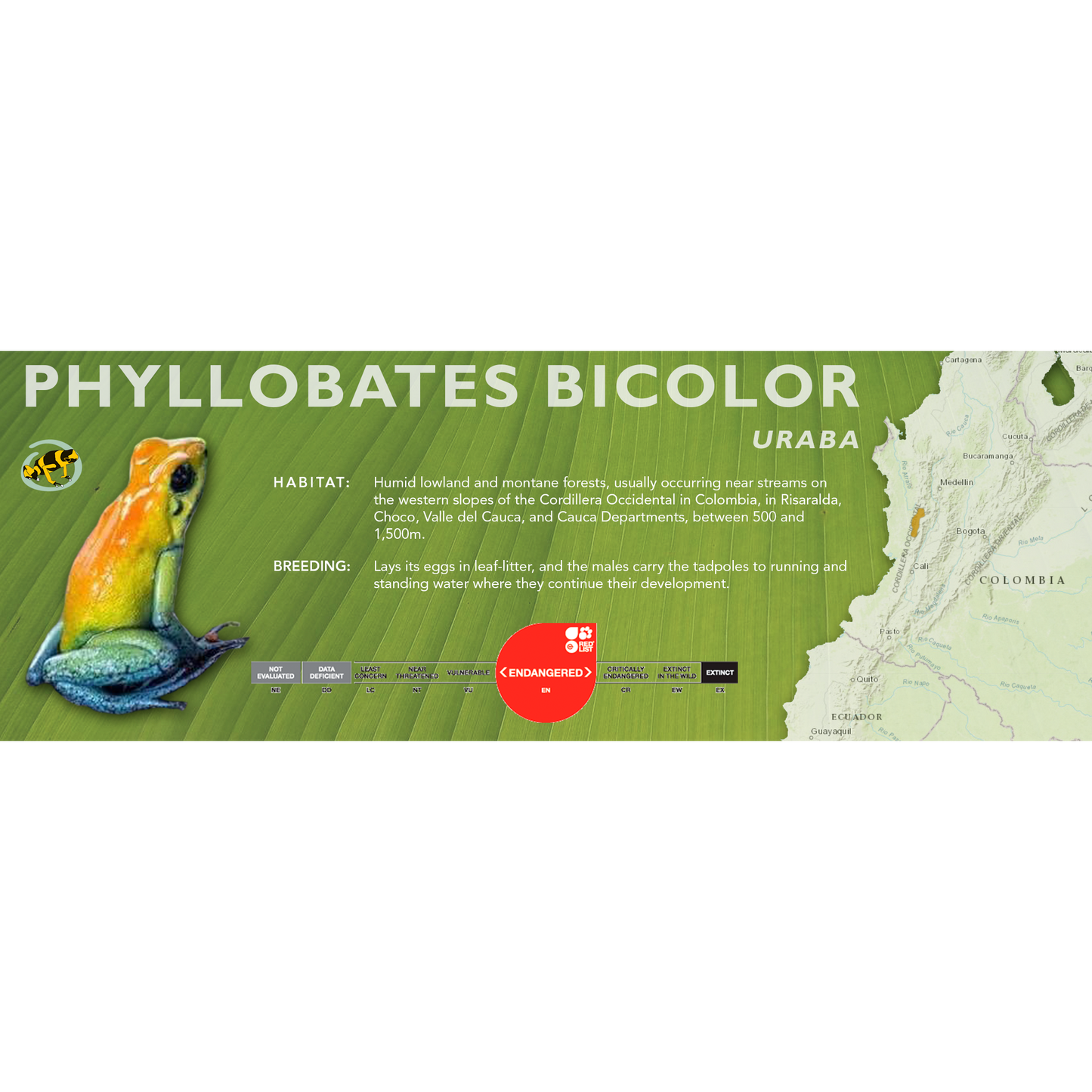 Phyllobates bicolor - Classic Vivarium Label