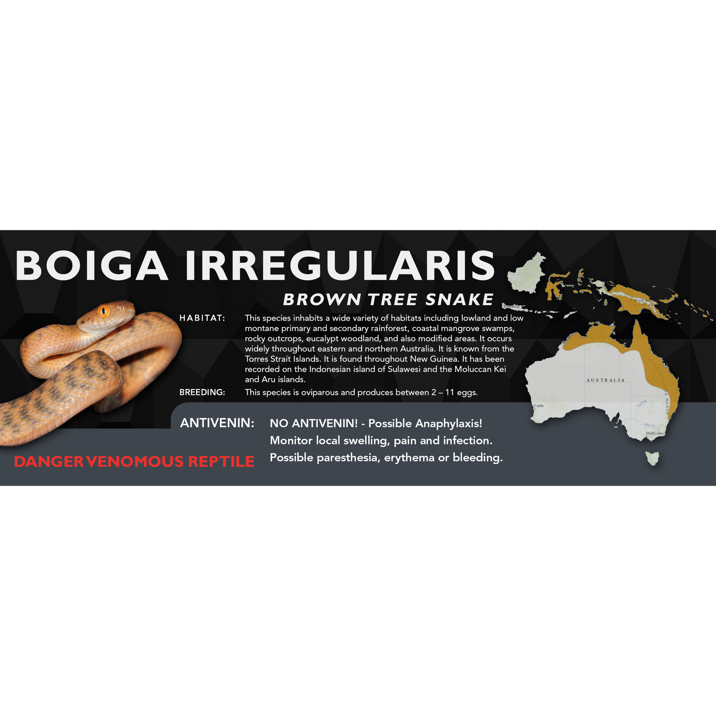 Brown Tree Snake (Boiga irregularis) Standard Vivarium Label