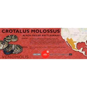 Black-Tailed Rattlesnake (Crotalus molossus) Standard Vivarium Label