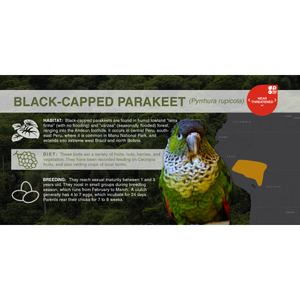 Black-Capped Parakeet (Pyrrhura rupicola) - Aluminum Sign