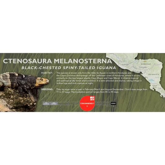 Black-Chested Spiny-Tailed Iguana (Ctenosaura melanosterna) Classic Vivarium Label