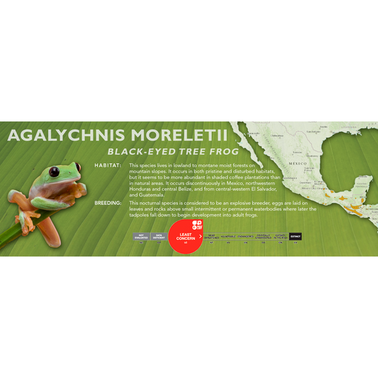 Black-Eyed Tree Frog (Agalychnis moreletii) - Classic Vivarium Label