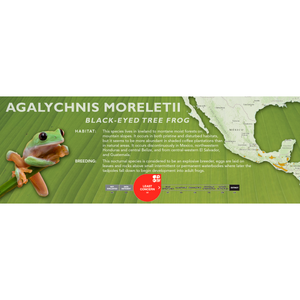 Black-Eyed Tree Frog (Agalychnis moreletii) - Standard Vivarium Label