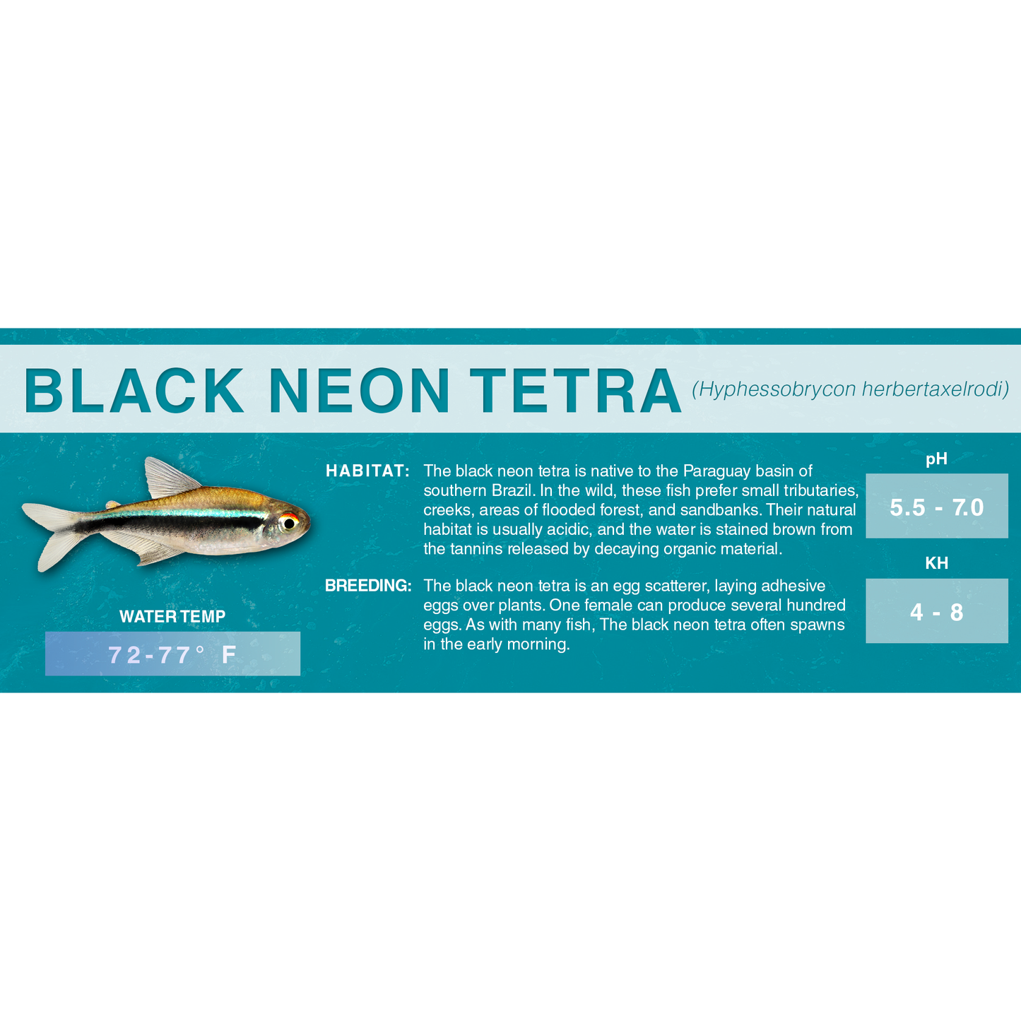 Black Neon Tetra (Hyphessobrycon herbertaxelrodi) - Standard Aquarium Label