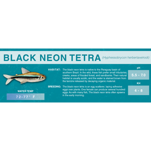 Black Neon Tetra (Hyphessobrycon herbertaxelrodi) - Standard Aquarium Label