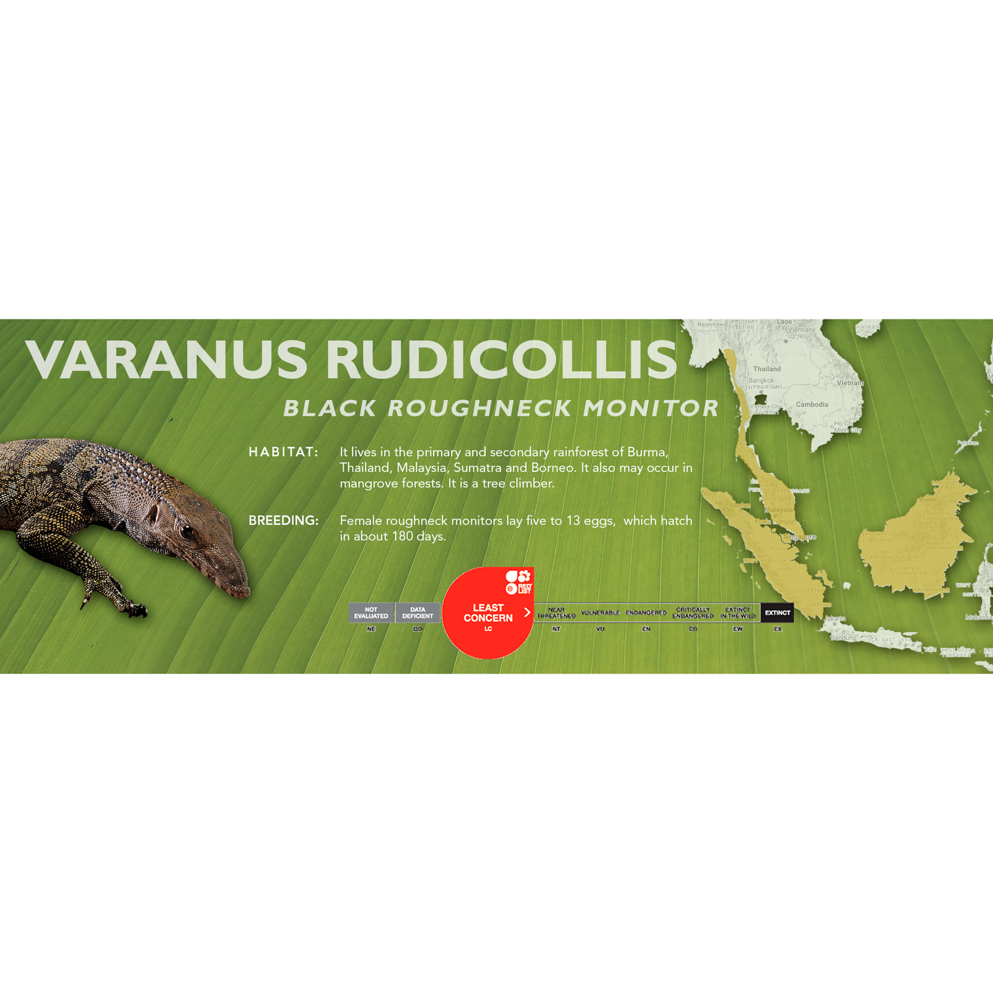 Black Roughneck Monitor (Varanus rudicollis) Classic Vivarium Label