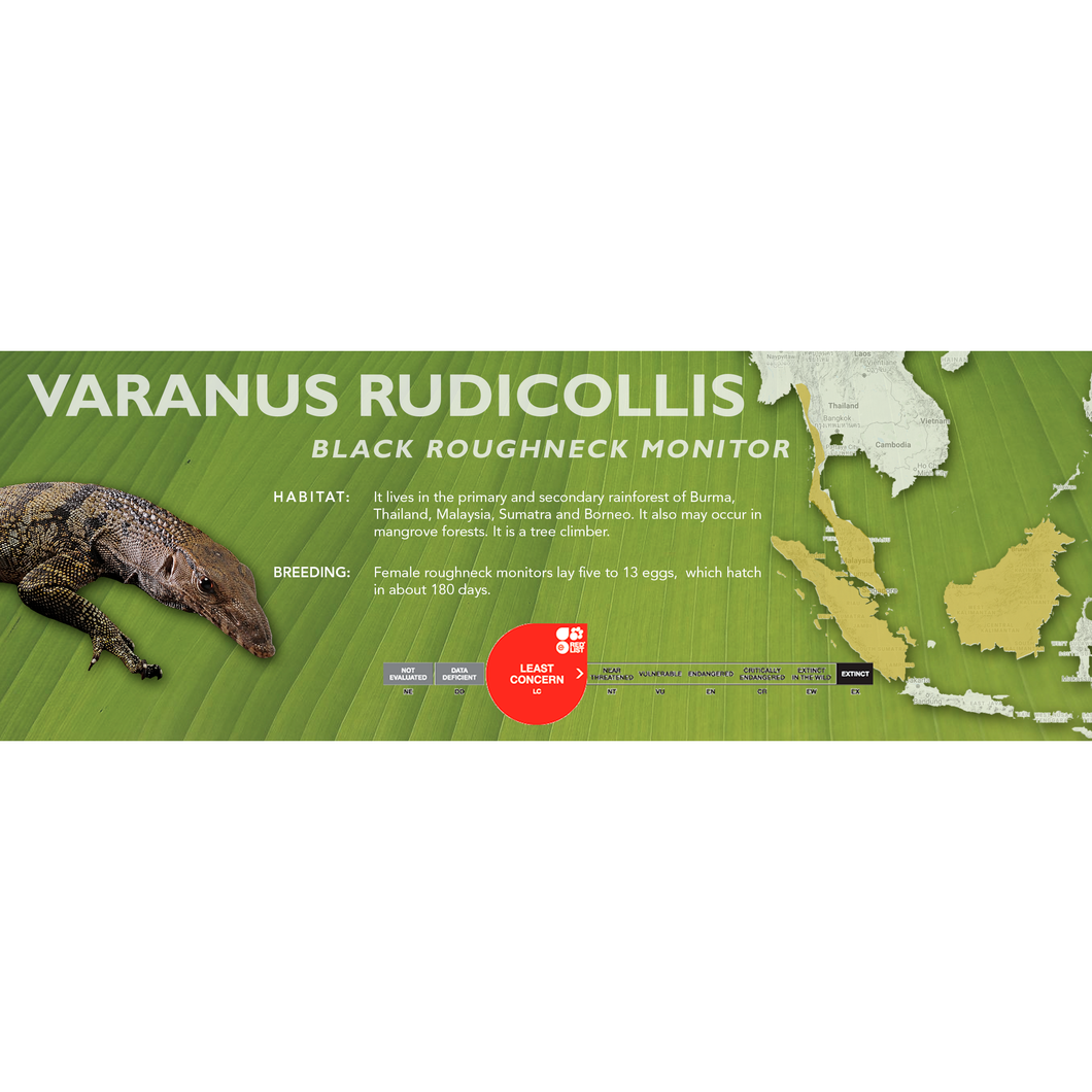 Black Roughneck Monitor (Varanus rudicollis) Standard Vivarium Label