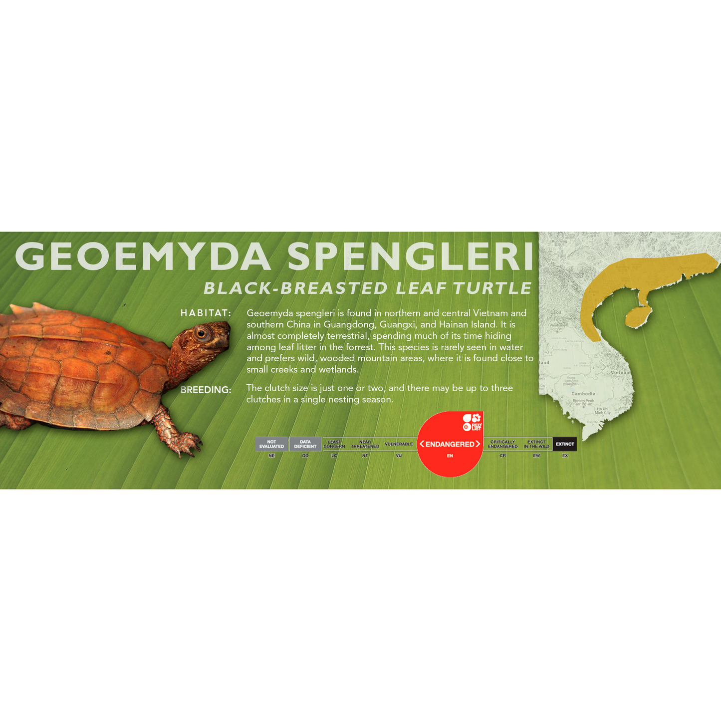Black-Breasted Leaf Turtle (Geoemyda spengleri) - Classic Vivarium Label