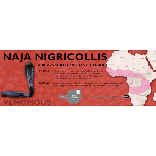 Black-Necked Spitting Cobra (Naja nigricollis) Classic Vivarium Label
