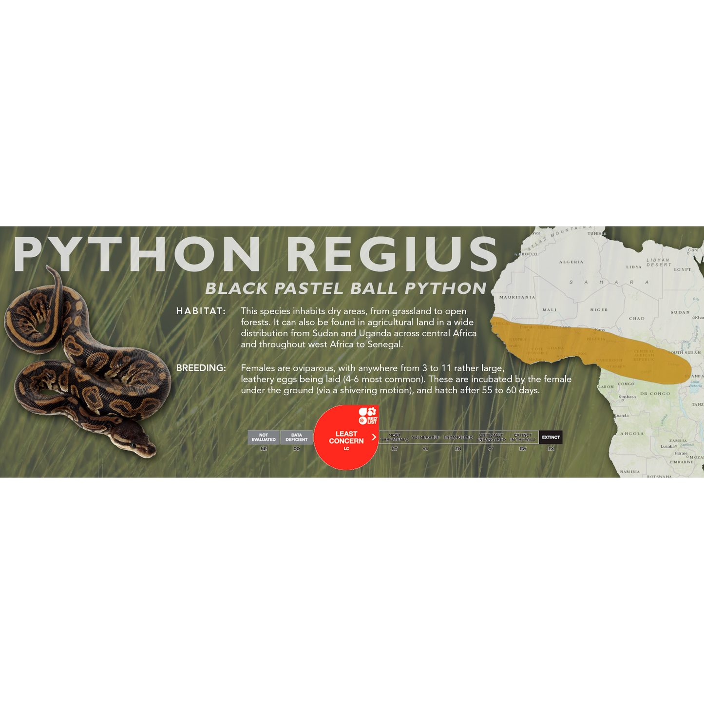 Ball Python (Python regius) Classic Vivarium Label