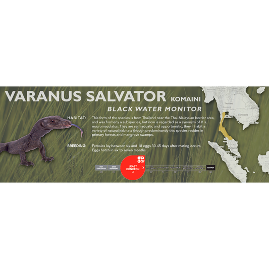 Black Water Monitor (Varanus salvator komaini) Classic Vivarium Label
