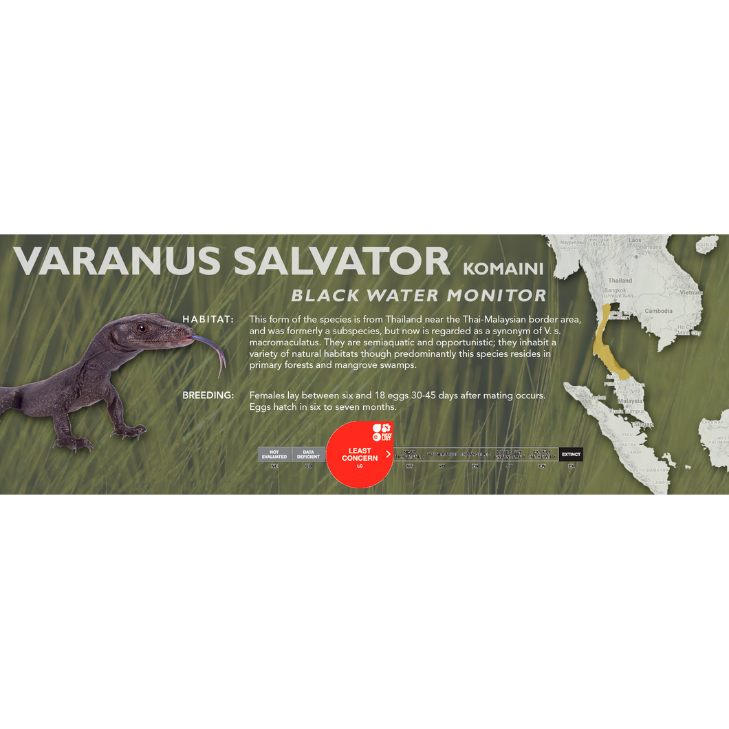 Black Water Monitor (Varanus salvator komaini) Standard Vivarium Label