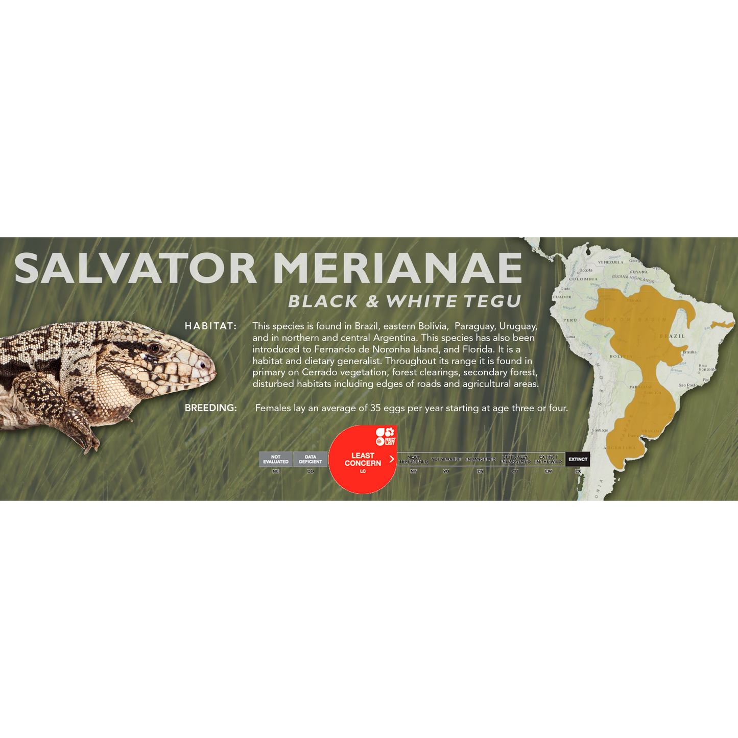 Black & White Tegu (Salvator merianae) Standard Vivarium Label