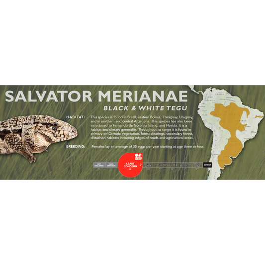 Black & White Tegu (Salvator merianae) Classic Vivarium Label