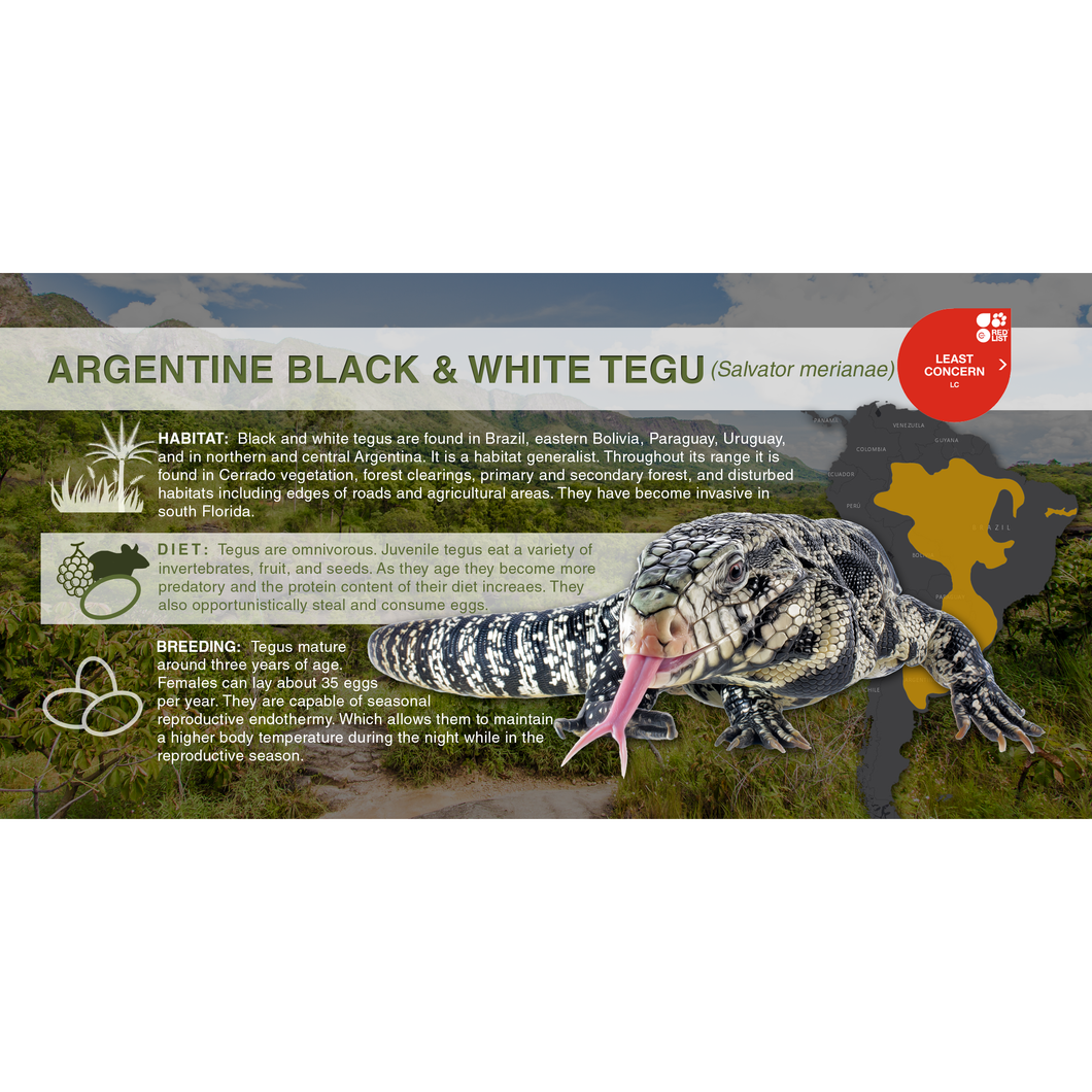 Argentine Black & White Tegu (Salvator merianae) - Aluminum Sign