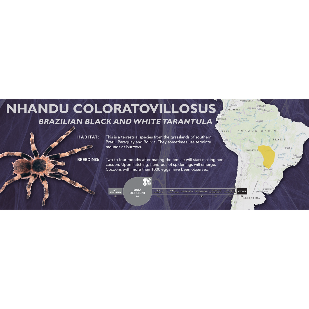 Brazilian Black and White Tarantula (Nhandu coloratovillosus) - Standard Vivarium Label