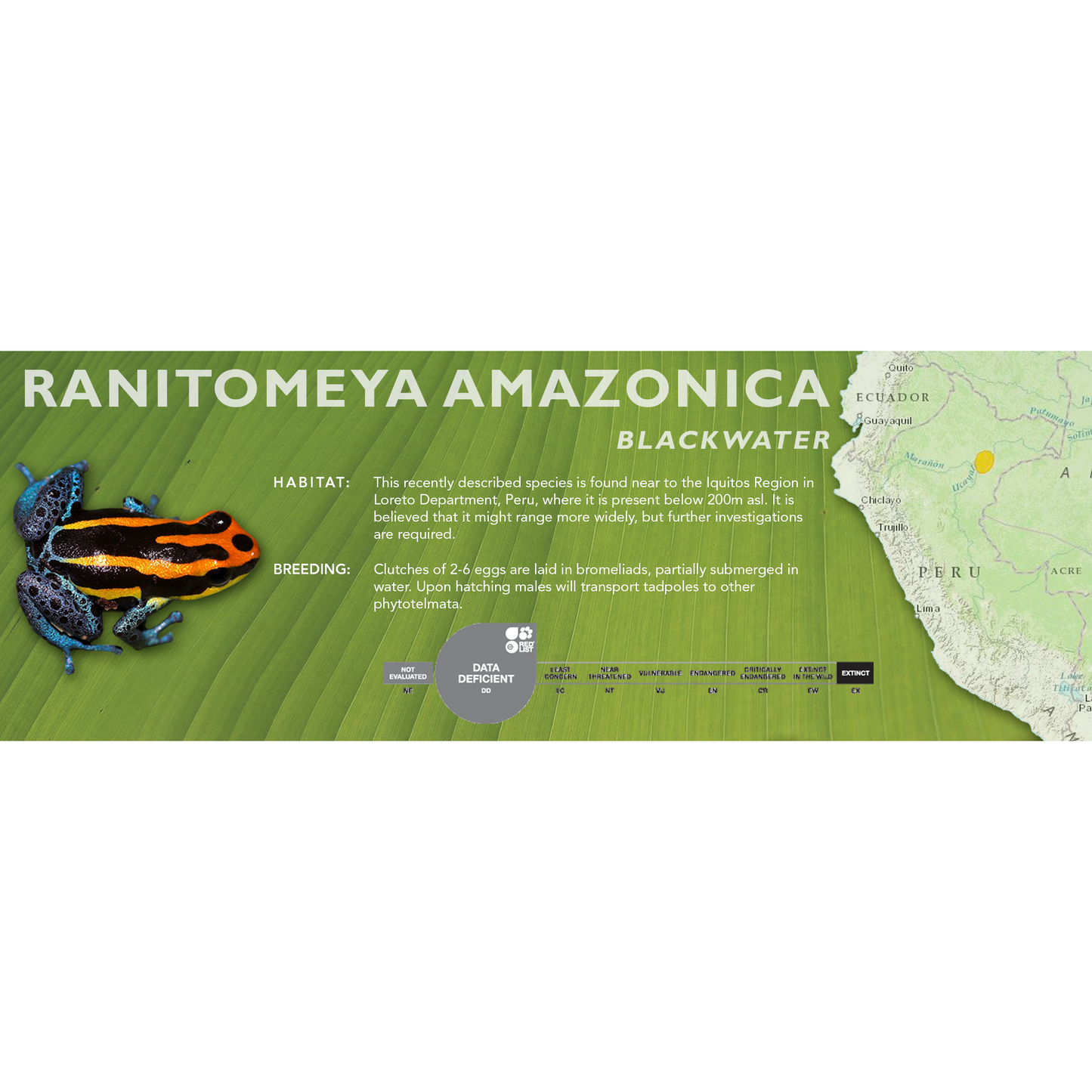 Ranitomeya amazonica - Standard Vivarium Label