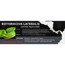 Load image into Gallery viewer, Coffee Palm Viper (Bothriechis lateralis) Standard Vivarium Label