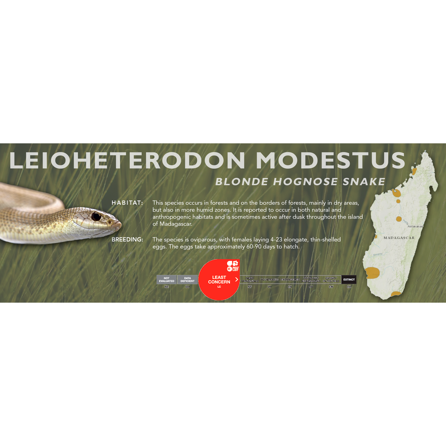 Blonde Hognose Snake (Leioheterodon modestus) Classic Vivarium Label