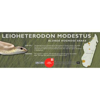 Blonde Hognose Snake (Leioheterodon modestus) Standard Vivarium Label