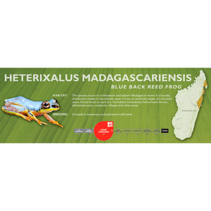Blue Back Reed Frog (Heterixalus madagascariensis) - Standard Vivarium Label